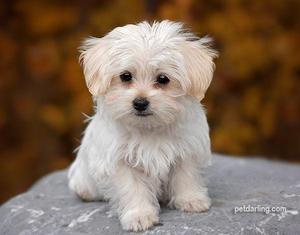 maltes cachorros lindos blancos vacunados precio ocacion