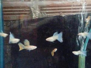 peces guppys blue y red grass albinos