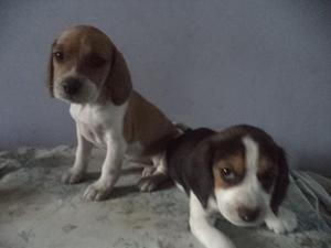 vendo cachorro beagle