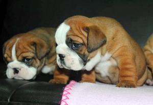 Bulldog Ingles Celular 