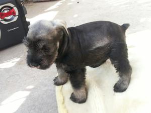 Cachorro Schnauzer