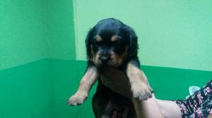 Cachorros Rottwailert Celu 