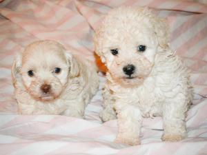 Lindos Cachorros Poodle Antialérgicos Fotos Reales