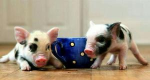 Super Mini Pigs