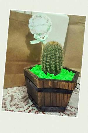 Macetitas Decorativas Y Cactus