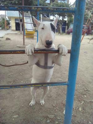 Bull Terrier