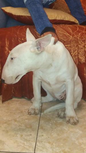 Cachorra Bull Terrier Hembra 5 Meses