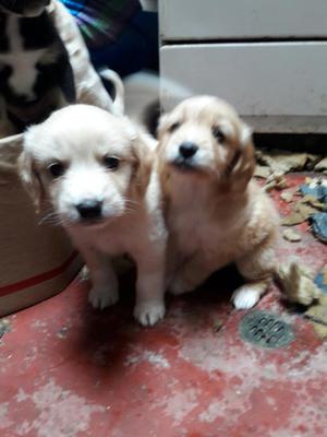 Cachorritos en Venta
