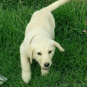 Cachorro Labrador Retriver