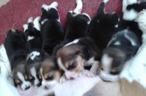 Finos cachorritos Beagle Tricolor de 13 pulgadas de los
