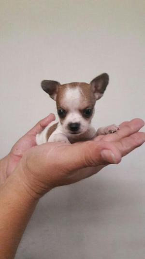 Hermoso Chihuahua Toy de Bolsillo