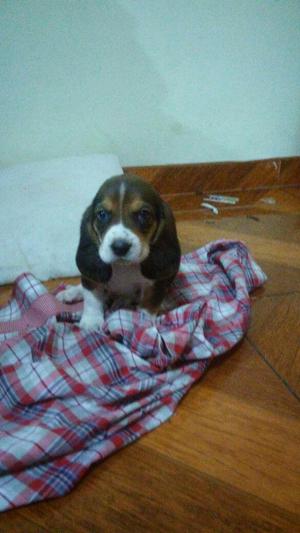 Lindos Basset Hound Cachorros Orejones