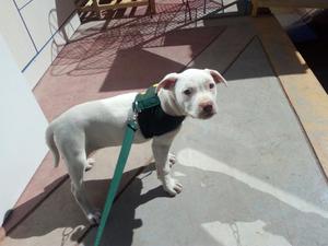 Perro Pitbull Albino