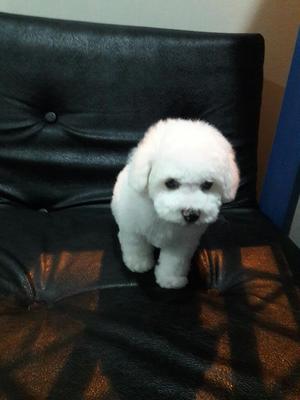 Poodle Toy!!!