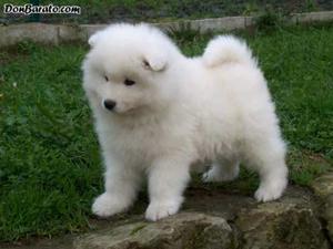 Samoyedo