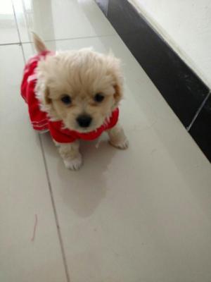 Vende Myo Perrita Shitzu de 2 Meses