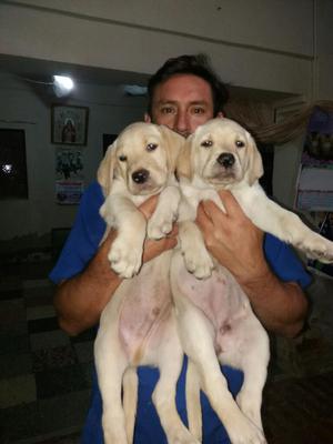 Vendo Cachorros Labrador Puros