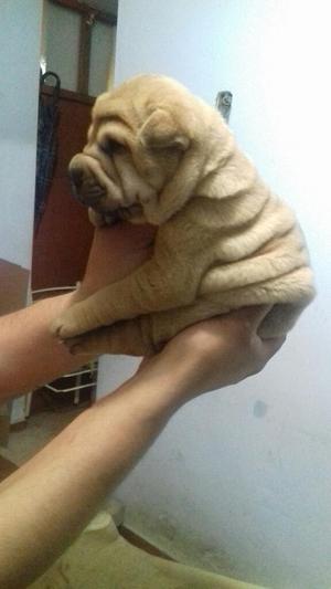 Vendo Cachorros Shar Pei