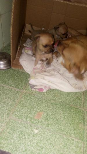 Vendo Hermosos Cachorros Chihuahuitas