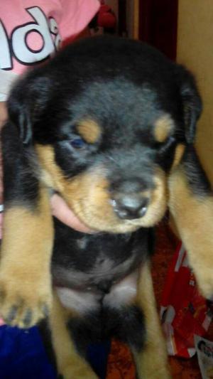 Vendo Perritos Rott Weiler