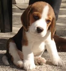 vendo cachorro beagle tricolor raza pequeña chorrillos
