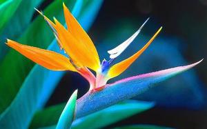 Hermosas Exóticas Flores Aves Del Paraíso Semillas