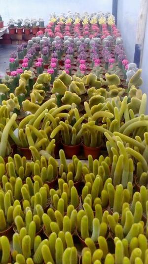 Venta Y Variedad de Cactus de Colores