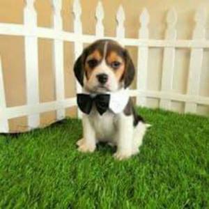 Autenticos Cachorros Beagle Tricolores