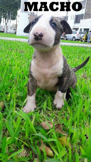 BULL TERRIER CON PEDIGREE