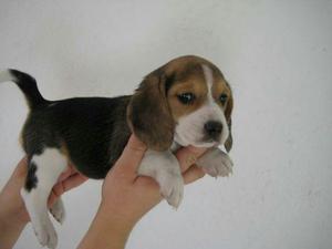 Beagle