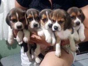 Beagles Tricolores cachorros puros de raza Disponibles en