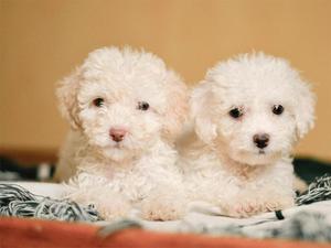 Bellos Cachorros Poodle Vacunados Y Desparasitados