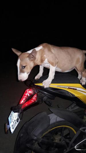 Bull Terrier