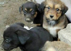 Cachorras en Adopción