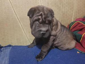 Cachorrito Sharpei