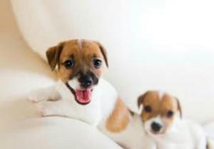 Cachorritos Jack Russell Terrier