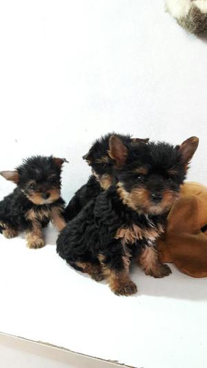 Cachorritos Yorkshire Terrier