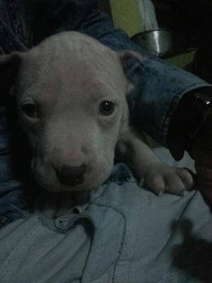 Cachorro Pitbull 300 Soles