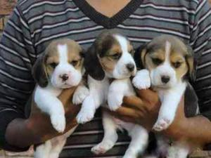 Cachorros Beagle Tricolores 13 Pulgadas