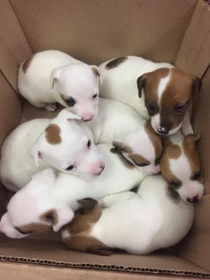 Cachorros Jack Russell Terrier Bicolor