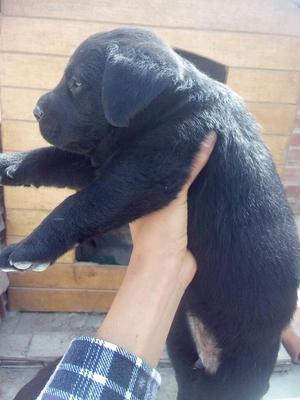 Cachorros Labrador