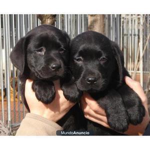 Cachorros Labradores retriever negros originales