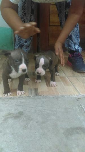 Cachorros Pitbull