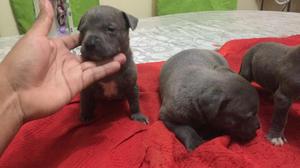 Cachorros Pitbull Blue Nose en Venta