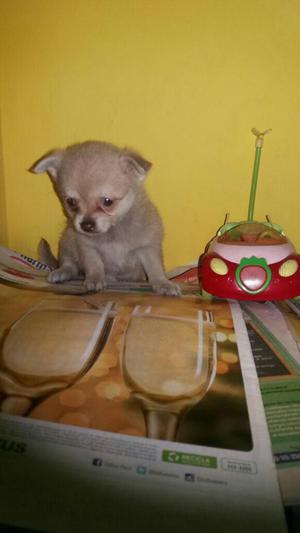 Chihuahua Toy Hembrita