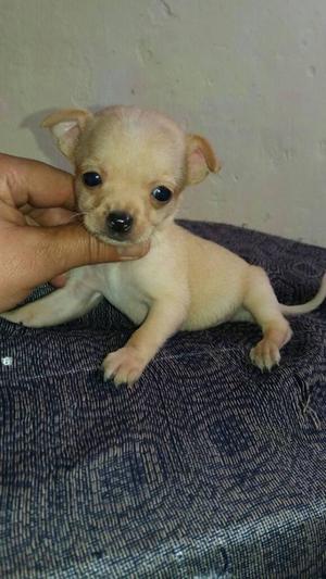 Chihuahua, lindos cachorros, hembras y machos, vacunados.