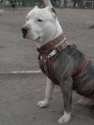 Doy en Adopcion Perro Pit Bulls