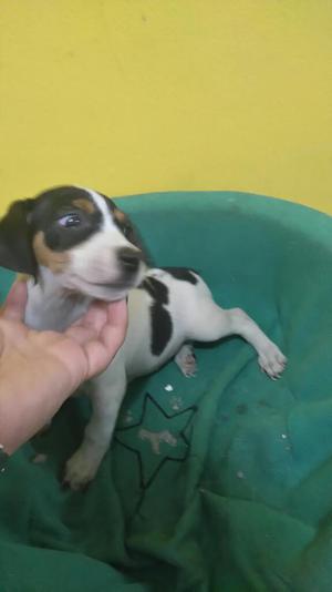 Jack Russell Hembra