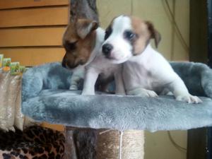 Jack Russell Hermosos Cachorritos