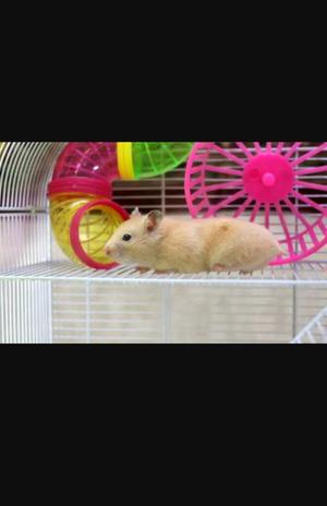 Lindos Hamsters